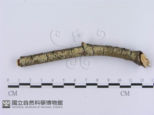 登錄號:F0012205藏品圖，第1張