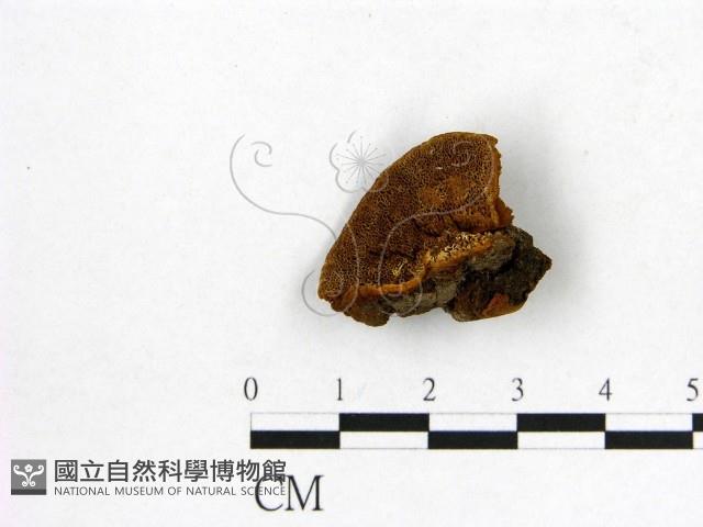 登錄號:F0007205藏品圖，第1張