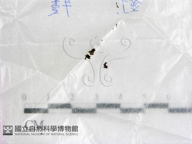 登錄號:F0017205藏品圖，第1張