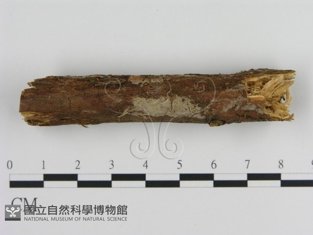 絲皮菌屬藏品圖，第1張