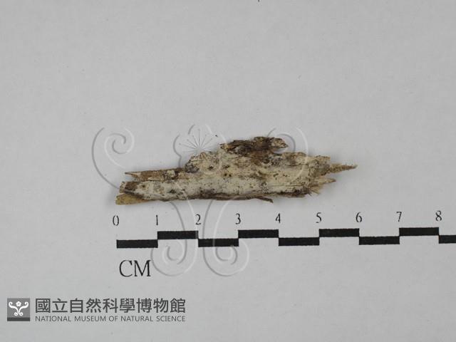 絲齒菌屬藏品圖，第1張