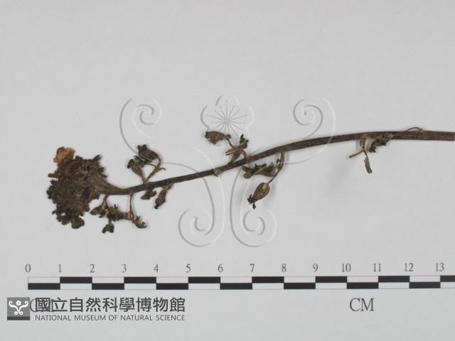 登錄號:F0019205藏品圖，第1張