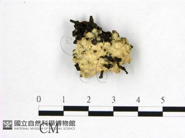 登錄號:F0003205藏品圖，第1張
