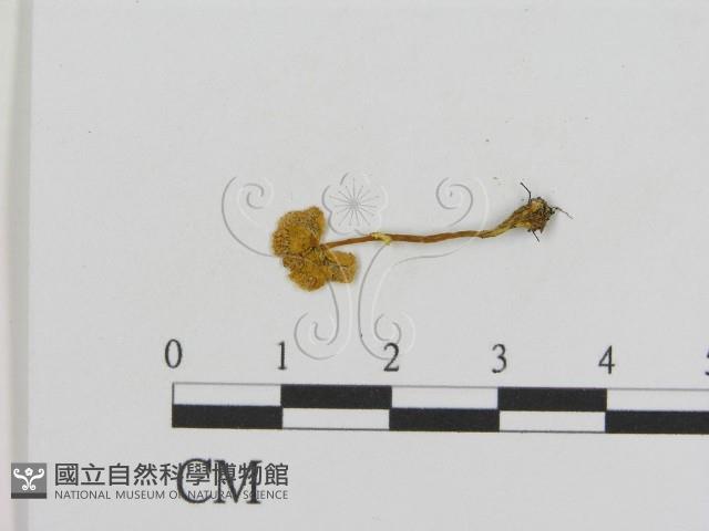 登錄號:F0013205藏品圖，第1張