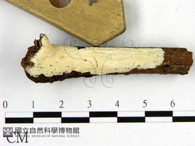 登錄號:F0008805藏品圖，第1張