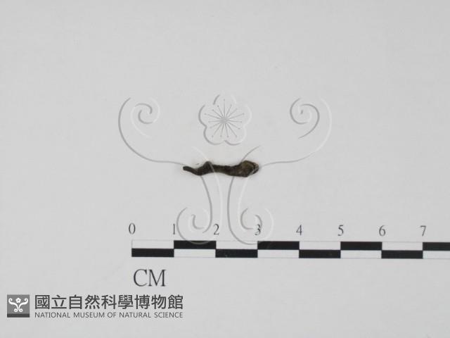 登錄號:F0009805藏品圖，第1張