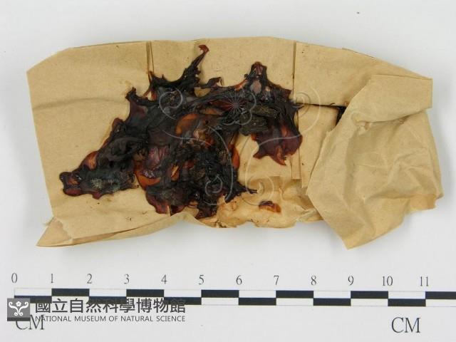 Accession Number:F0008905 Collection Image, Figure 1, Total 2 Figures