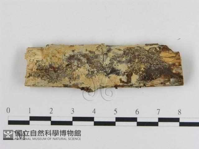 登錄號:F0009905藏品圖，第1張