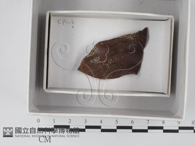 登錄號:F0018605藏品圖，第1張