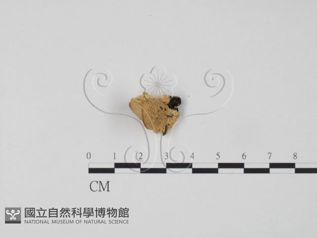 偏腫栓菌藏品圖，第1張