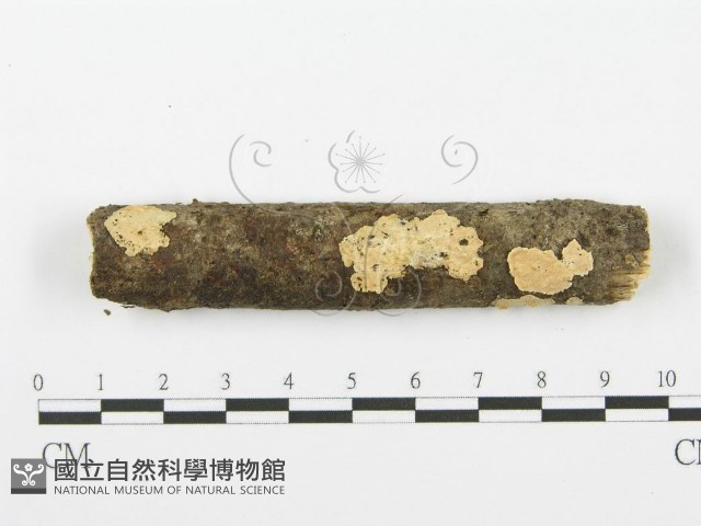 登錄號:F0001605藏品圖，第1張