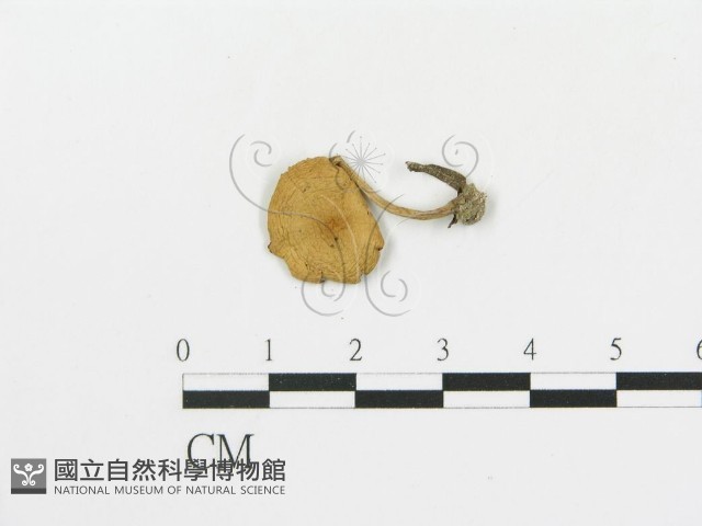 登錄號:F0007605藏品圖，第1張