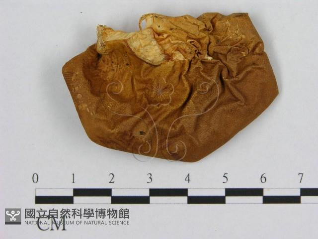 登錄號:F0009605藏品圖，第1張