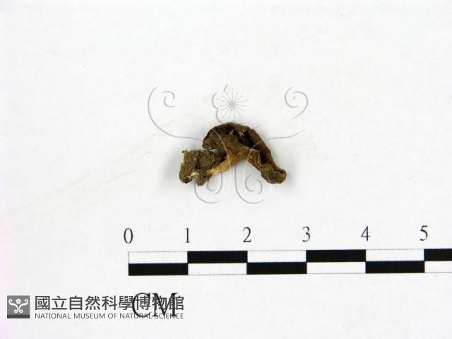 登錄號:F0019605藏品圖，第1張
