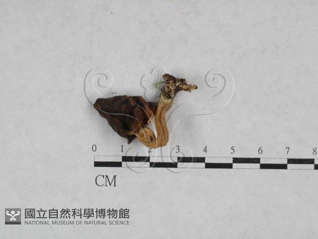 登錄號:F0028405藏品圖，第1張