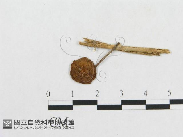 登錄號:F0008405藏品圖，第1張