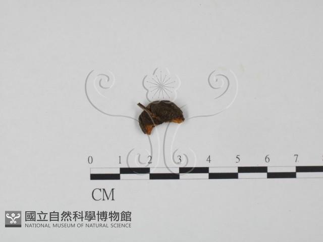 登錄號:F0000405藏品圖，第1張