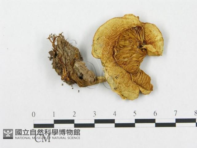 登錄號:F0016405藏品圖，第1張