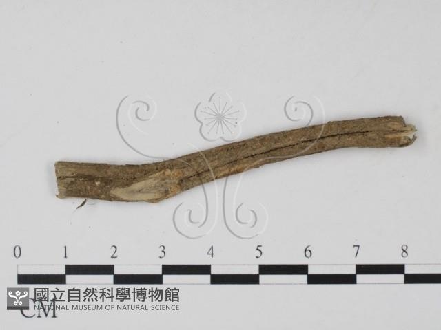 登錄號:F0011405藏品圖，第1張