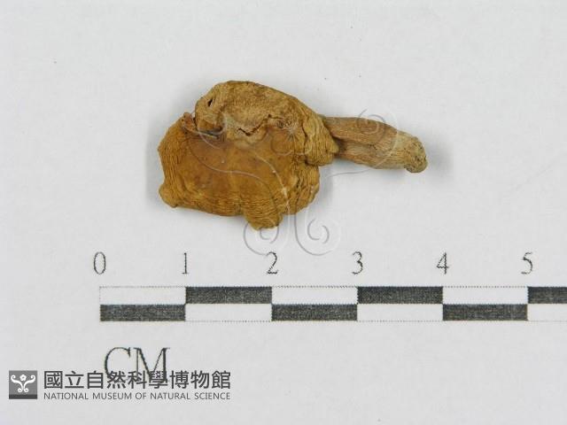 紅菇屬藏品圖，第1張