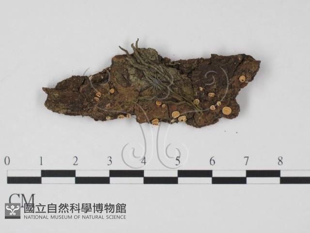 登錄號:F0007405藏品圖，第1張