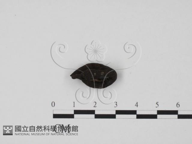 炭角菌屬藏品圖，第1張