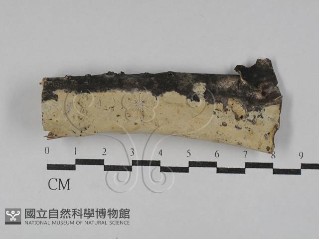 顯絲菌屬藏品圖，第1張
