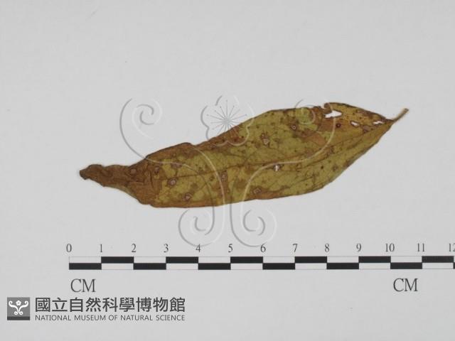 登錄號:F0019405藏品圖，第1張
