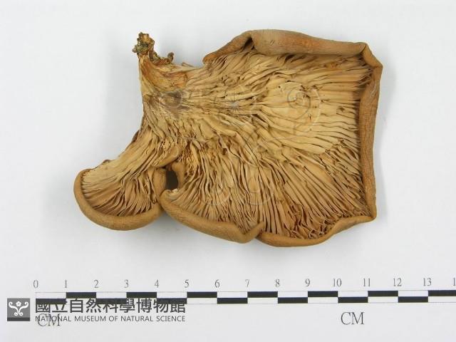 登錄號:F0003405藏品圖，第1張