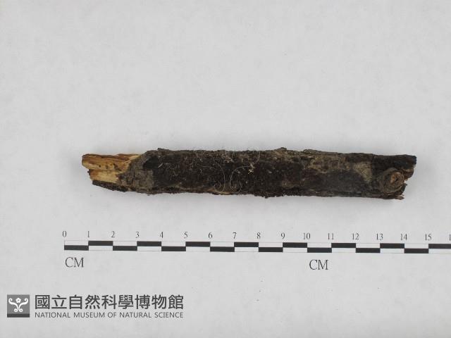 登錄號:F0004705藏品圖，第1張