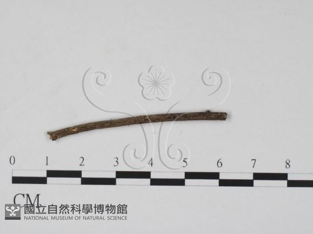 登錄號:F0007705藏品圖，第1張