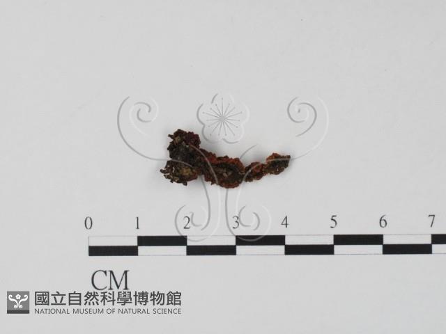 登錄號:F0005705藏品圖，第1張
