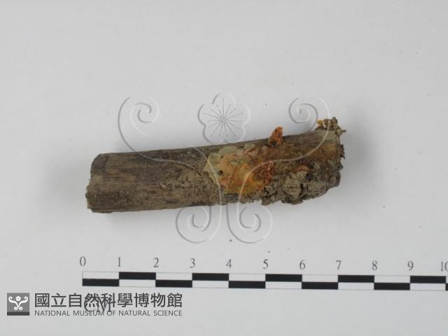 銀耳屬藏品圖，第1張