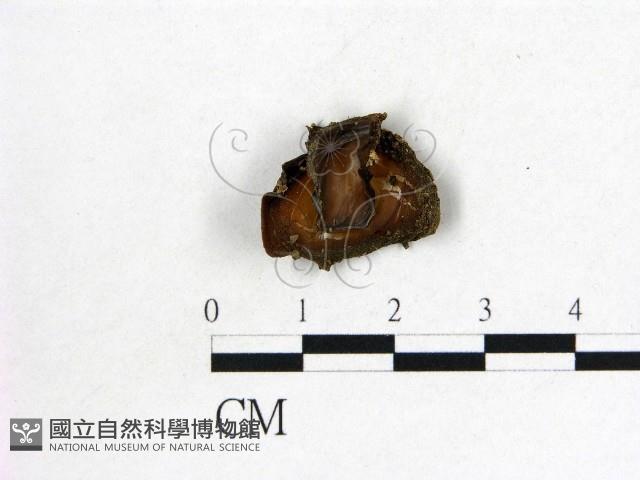 登錄號:F0019705藏品圖，第1張