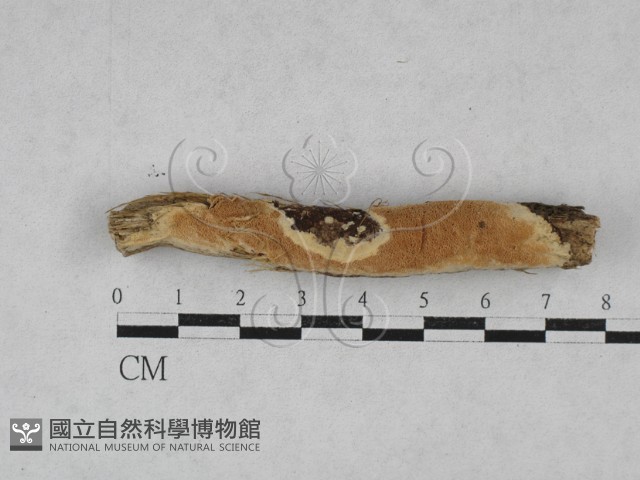 登錄號:F0028505藏品圖，第1張
