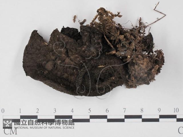 登錄號:F0008505藏品圖，第1張