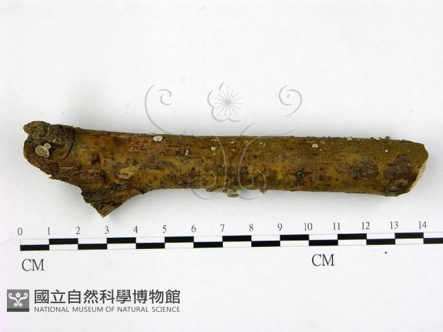 登錄號:F0000505藏品圖，第1張