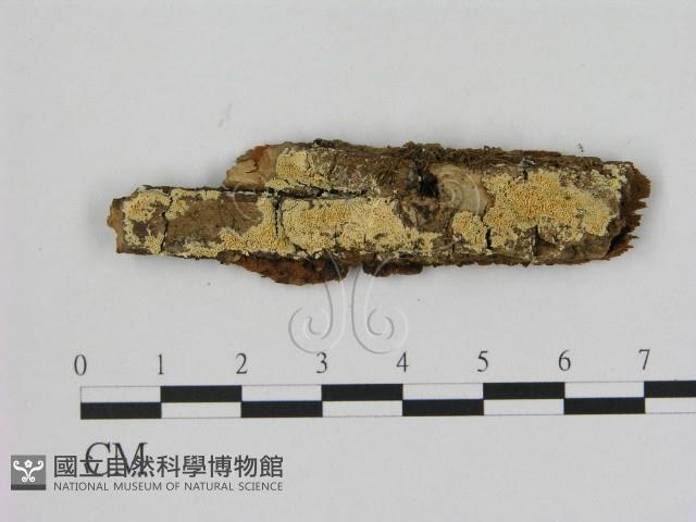 登錄號:F0006505藏品圖，第1張