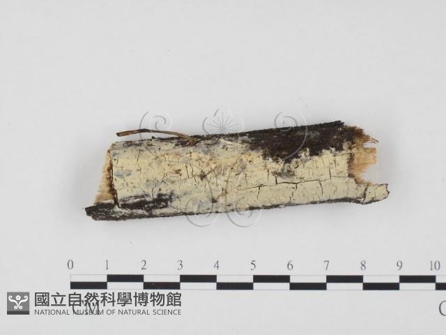 冇骨消絲齒菌藏品圖，第1張