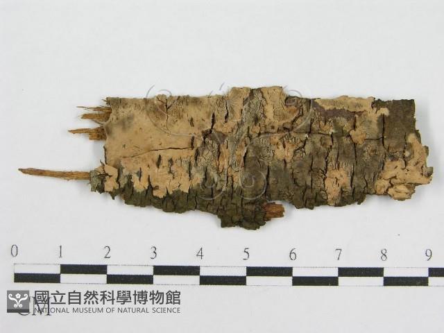 登錄號:F0004505藏品圖，第1張