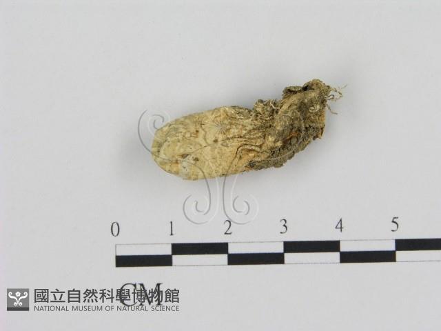 登錄號:F0007505藏品圖，第1張