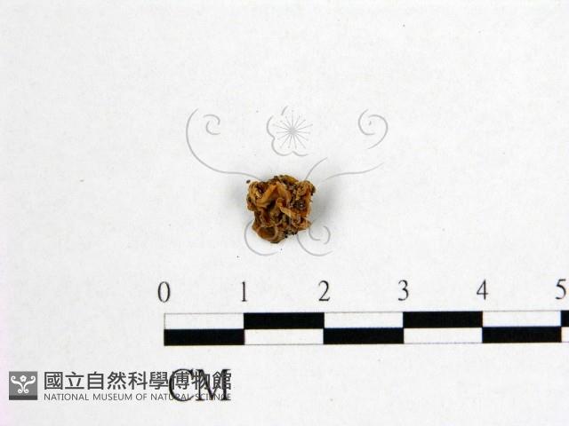 登錄號:F0005505藏品圖，第1張