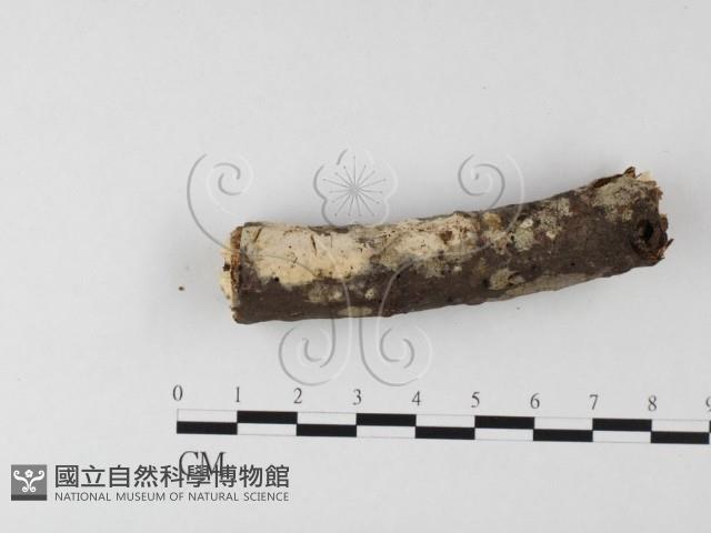 登錄號:F0015505藏品圖，第1張