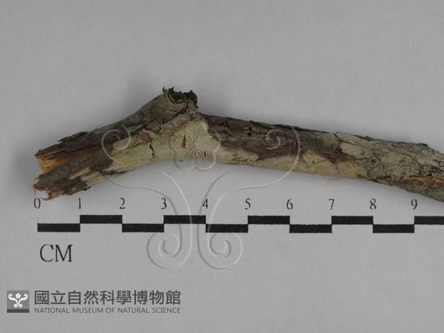 絲皮菌屬藏品圖，第1張