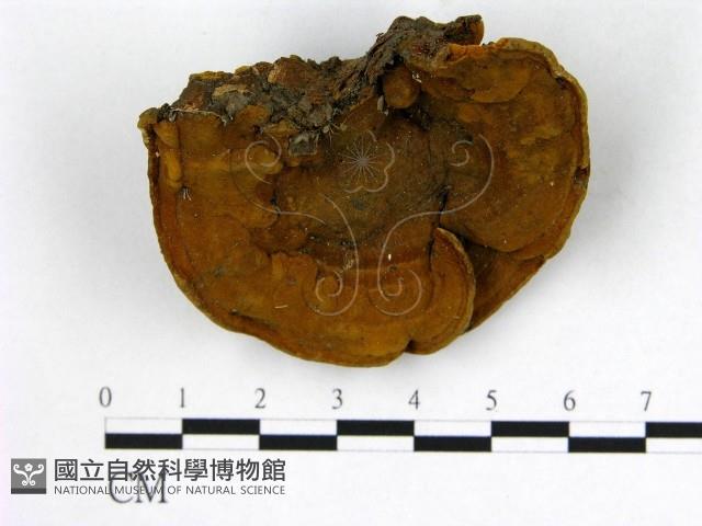 登錄號:F0009505藏品圖，第1張