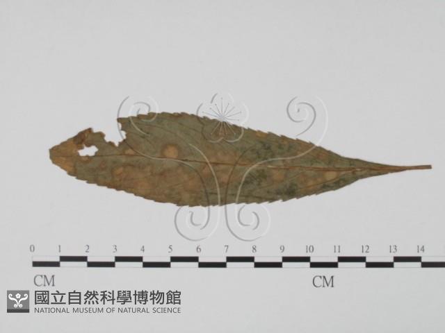 登錄號:F0019505藏品圖，第1張
