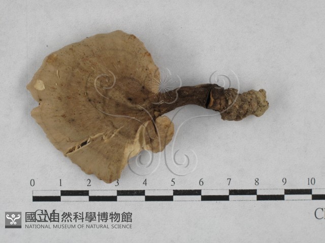 登錄號:F0003505藏品圖，第1張