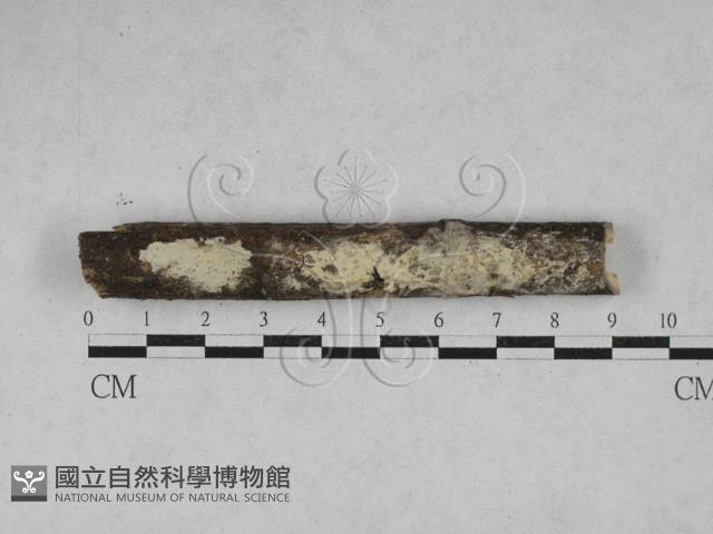 登錄號:F0028105藏品圖，第1張
