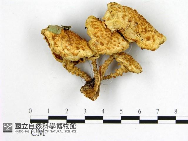 登錄號:F0008105藏品圖，第1張