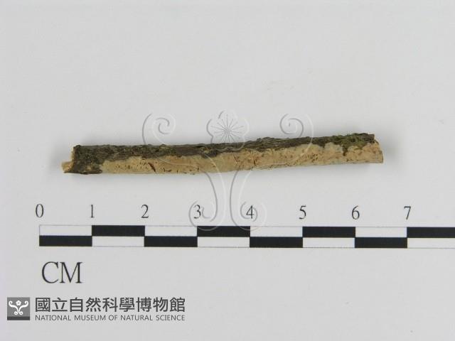 絲皮菌屬藏品圖，第1張